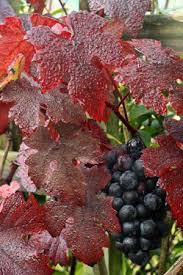 Hoecroft Plants Growing Fruit Fruit Grapes