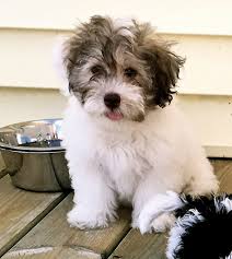 Maybe you would like to learn more about one of these? Havanese Breeder Archives Havanese Puppys