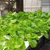 I bought the bekas lama dah, before pregnant lagi memang i tanam beberapa jenis sayur such as daun bawang, bayam yada2. 1