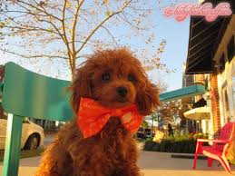 Babybashandfam Orange Splash Puppy Dog Bow Tie By Sydney And Co Shop Dog Bowtie Dog Bows Dog Gifts