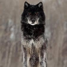 Wolf holding sword anime wallpaper, berserk, black swordsman. Pin By Davidwagnerdavid On Wolf Wolf Dog Black Wolf Beautiful Wolves