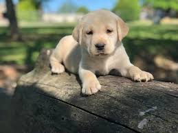 The sire is a handsome blocky head english lab weighing approx. Yellow Lab Puppies For Sale Lab Puppies Yellow Lab Puppies English Labrador Puppies