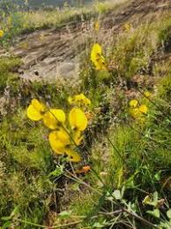 Image result for Crotalaria laburnifolia