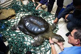 Image result for turtle