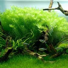 Image result for Rotala tenella