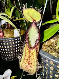 Image result for Nesaea sarcophylla