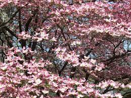 Shown here are flowering and small ornamental trees that robert j kleinberg landscape design likes to use on their projects, with photos and short shown here are a sample of some of the best flowering and top performing trees we use with photos and short descriptions. Flowering Trees Tomlinson Bomberger