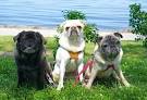 Different Colors of Pugs - Pugs Home