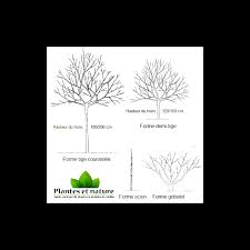 Image result for noire de caromb