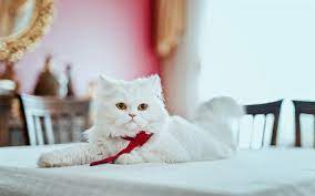 Download Wallpapers Persian Cat White Cat Domestic Cats Pets Cats White Persian Cat Besthqwallpapers Com Persian Cats For Sale Cat Wallpaper Persian Cat