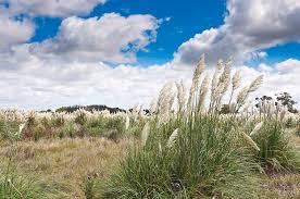 Check spelling or type a new query. Pampas Grass By Normazaro