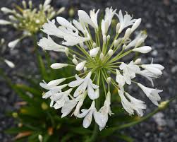 Image result for Agathisanthemum bojeri