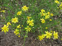 Image result for Senecio madagascariensis