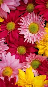 We did not find results for: Top Iphone Flower Wallpaper Hd 4k Download Wallpapers Book Your 1 Source For Free Download Hd 4k High Quality Wallpapers