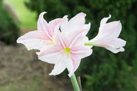 Calatheacalathea as a symbolic gift the houseplant calathea is a symbol of a new beginning. Incredible Meaning And Symbolism Of Amaryllis Flower Florgeous