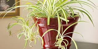 Read on for the complete guide on spider plant growing and care. Spider Plant Better Homes Gardens