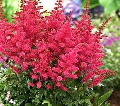 Astilbe Bloom Season Hybrids Mighty Chocolate Cherry Plant Zone