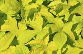 Edible sweet potato plants are grown from slips, which are produced from the sweet potato saved from the year before. Sweet Potato With Yellow Leaves How To Fix Yellow Leaves On Sweet Potatoes
