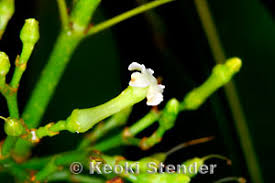 Image result for Rauvolfia mannii