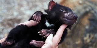 Check spelling or type a new query. Tasmanian Devil The Aggressive Marsupial Dinoanimals Com
