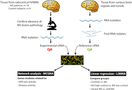 Il s'agit d'une modalité d'imagerie médicale basée sur l'utilisation d'un aimant créant un champ magnétique puissant. Transcriptome Analysis Of Normal Appearing White Matter Reveals Cortisol And Disease Associated Gene Expression Profiles In Multiple Sclerosis Acta Neuropathologica Communications Full Text