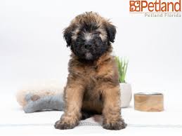 Seven akc soft coated wheaten puppies for sale. Pin On Puppy Friends