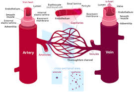 The walls of most blood vessels have three distinct layers: Blood Vessel Wikipedia