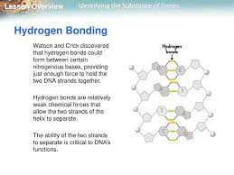 Enzymes link together to form a template for a new dna molecule to be built. Lesson Overview 12 2 The Structure Of Dna Ppt Download