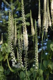 Image result for Acalypha racemosa
