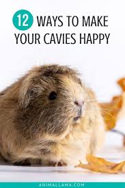 Pin On Guinea Piggies