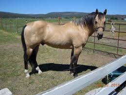 I am offering her for sale, but am not in a hurry. Buckskin Horses For Sale By Discipline
