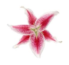 Different Colors Of The Stargazer Lily Home Guides Sf Gate