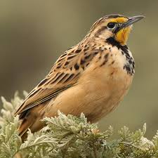 Image result for Ochna macrocalyx