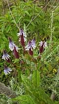 Image result for Coleus cylindraceus