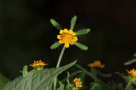 Image result for Micractis bojeri