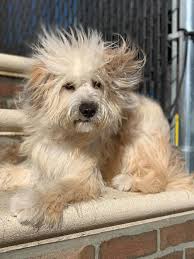 Fast and free shipping available. Emily Never Has A Bad Hair Day She Was Korean K9 Rescue Facebook