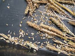 It is used for cooking. Harvesting Wheat Gardenerd