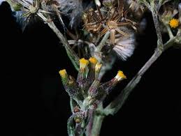 Image result for Senecio mariettae