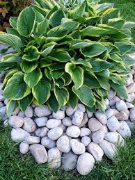 Bare soil allows blowing and drifting weed seeds to find a home. How To Build A Rock Garden With Weed Prevention Canadian Budget Binder