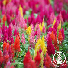 How To Grow Crazy Colorful Celosia Flowers Gardener S Path Annual Flowers Garden Seeds Celosia Flower