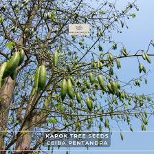 Image result for Ceiba pentandra