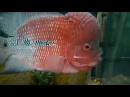 Fish Aquarium In Nehru Zoo Park Hyderabad Beautiful Fish Aquarium In Zo Zoo Park Aquarium Fish Beautiful Fish