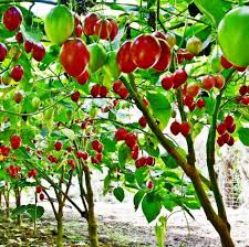 In general it provides a great variety of nutrients. Rich Farm Kenya Tree Tomato Farming In Kenya Farmers Rewarded With Good Prices Due To A Biting Shortage