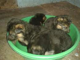 Country of origin the german shepherd dog also called gsd, german shepherd, alsatian, deutscher schaferhund, or even police dog in some countries was bred in the late 19th and early 20th century in a concerted effort to breed the ultimate sheepdog. German Shepherd Puppies In Patna Lucky Kennel