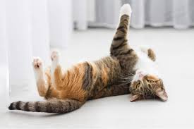 A 16 week old oriental kitten managed to successfully sire a litter with a fully mature female, while himalayans commonly do not sire until at least two years old, sometimes older. Cat In Heat Signs Symptoms Care We Re All About Cats