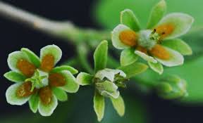 Image result for Rawsonia