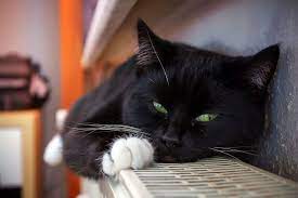 The risk of developing this cancer is twice as high in cats that are not spayed at a. Cancer In Cats Symptoms And Treatment