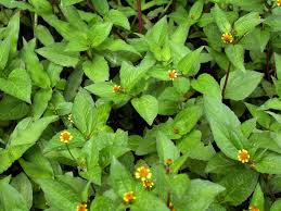 Image result for Acmella