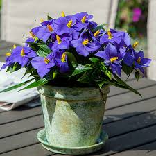 Image result for Exacum