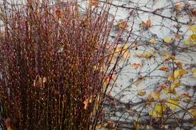 coppice wood | Deborah Silver & Co.